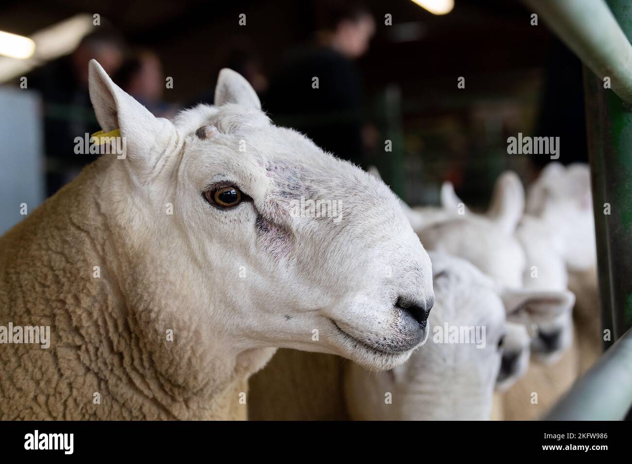 Hill Cheviot sale at Lockerbie auction mart, September 2021 Stock Photo