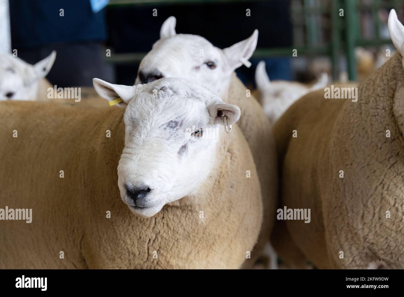Hill Cheviot sale at Lockerbie auction mart, September 2021 Stock Photo