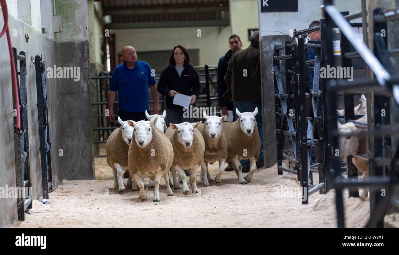Hill Cheviot sale at Lockerbie auction mart, September 2021 Stock Photo