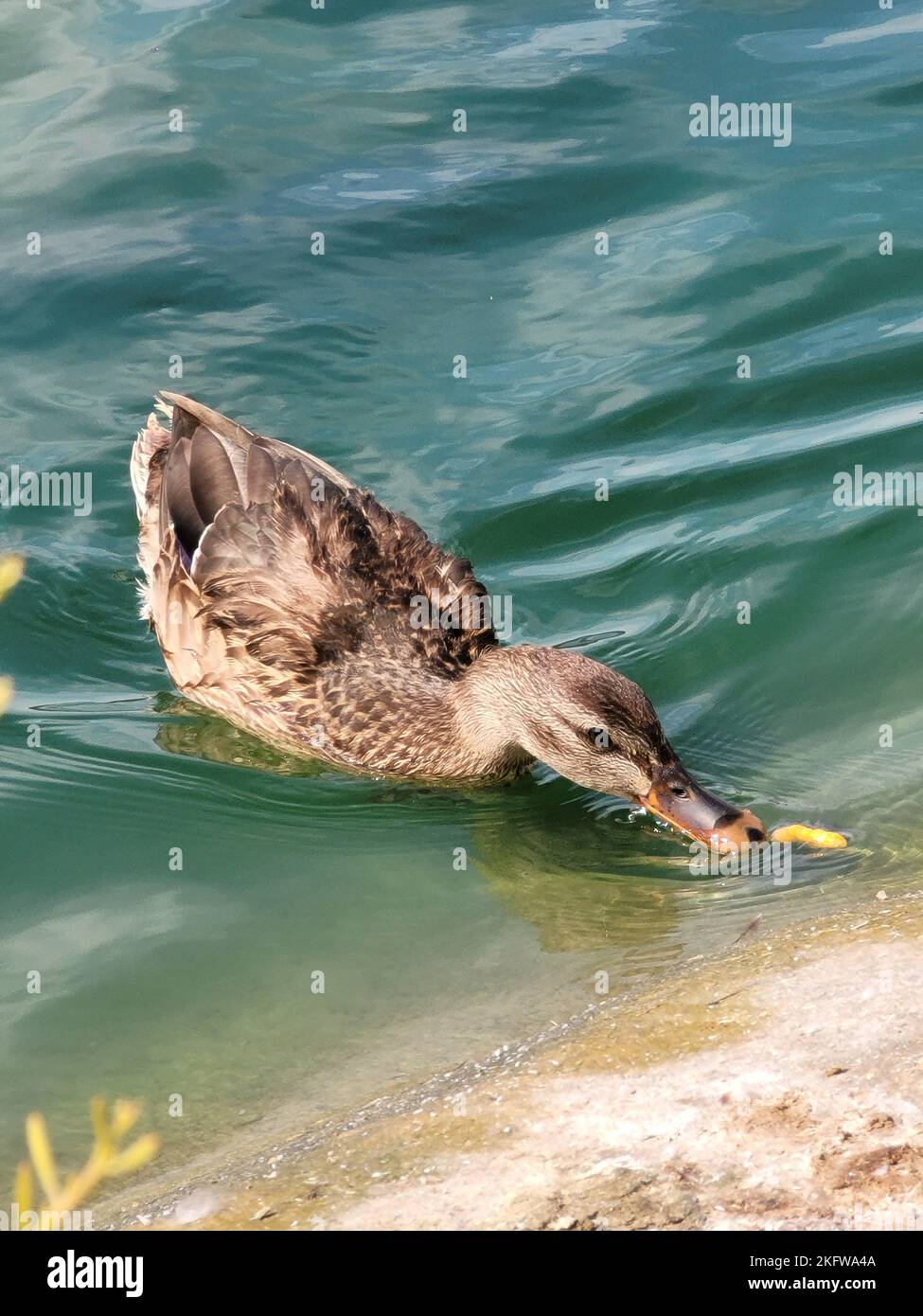 A duck taking a bite of some Cheetos Stock Photo Alamy