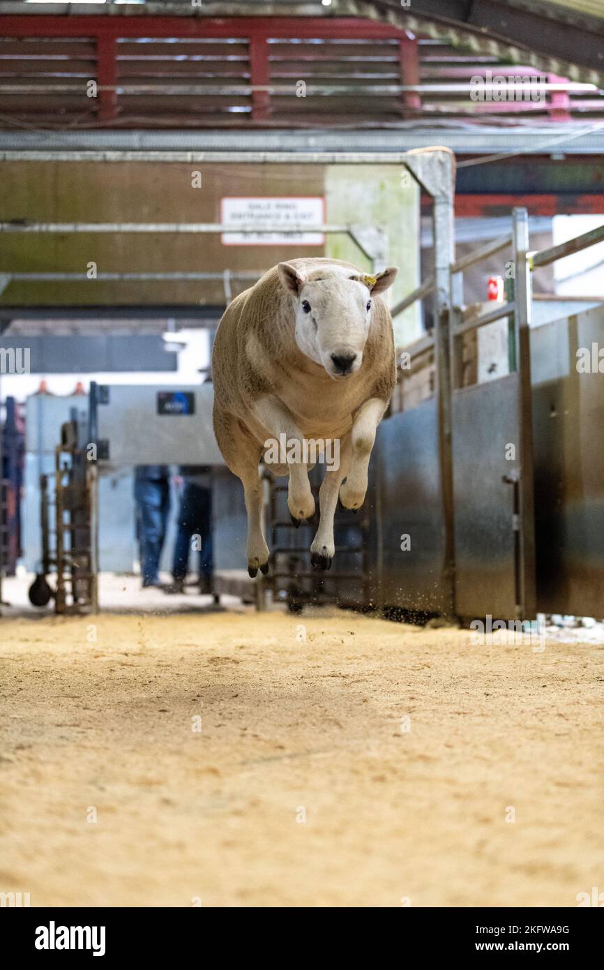 Hill Cheviot sale at Lockerbie auction mart, September 2021 Stock Photo