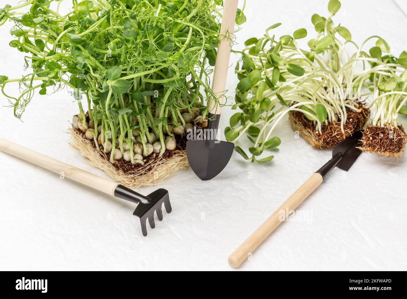 Pea and sunflower sprouts with soil and seedling planting tools. Top