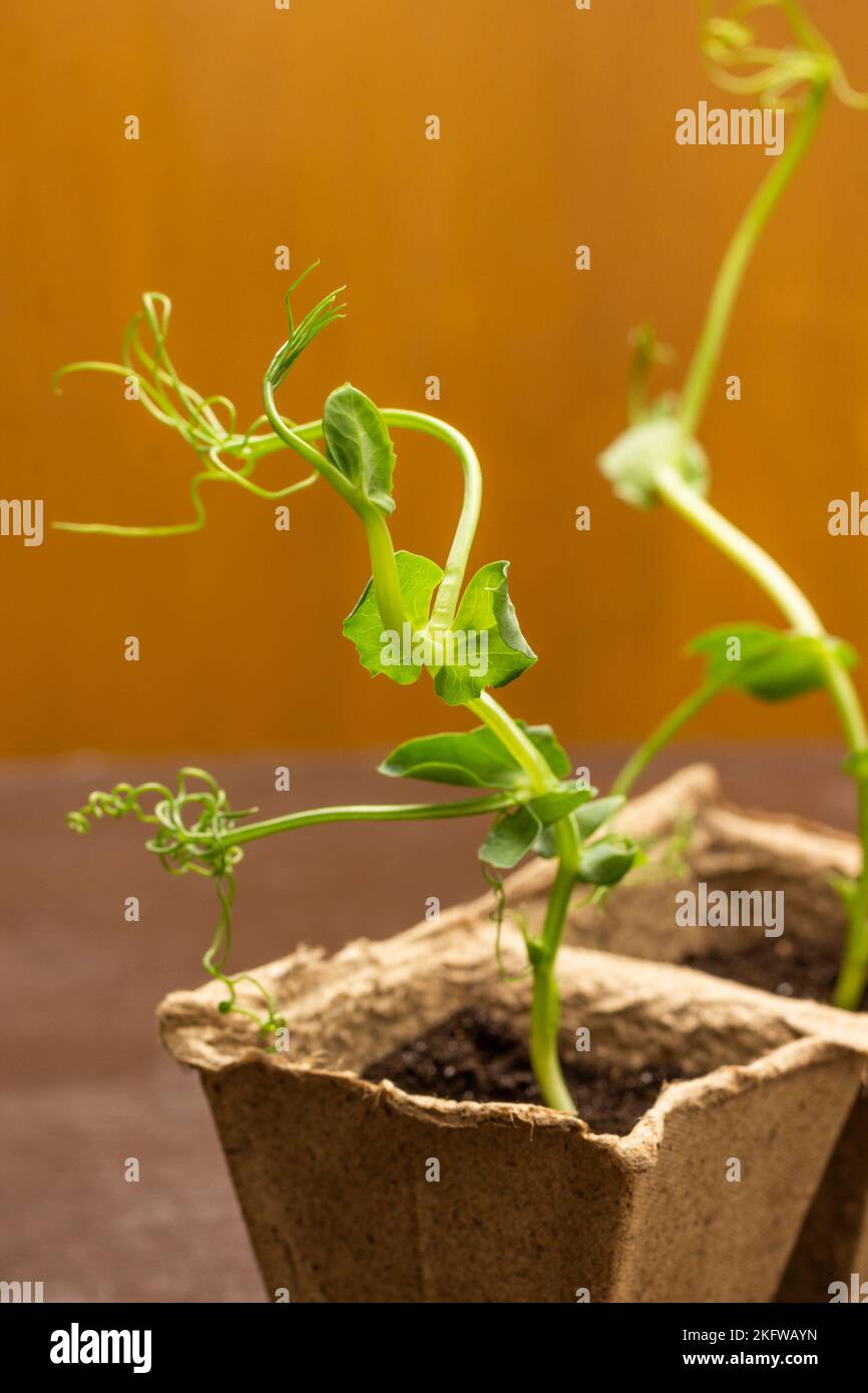Pea sprouts in a cardboard container. Close up. Brown background. Stock Photo