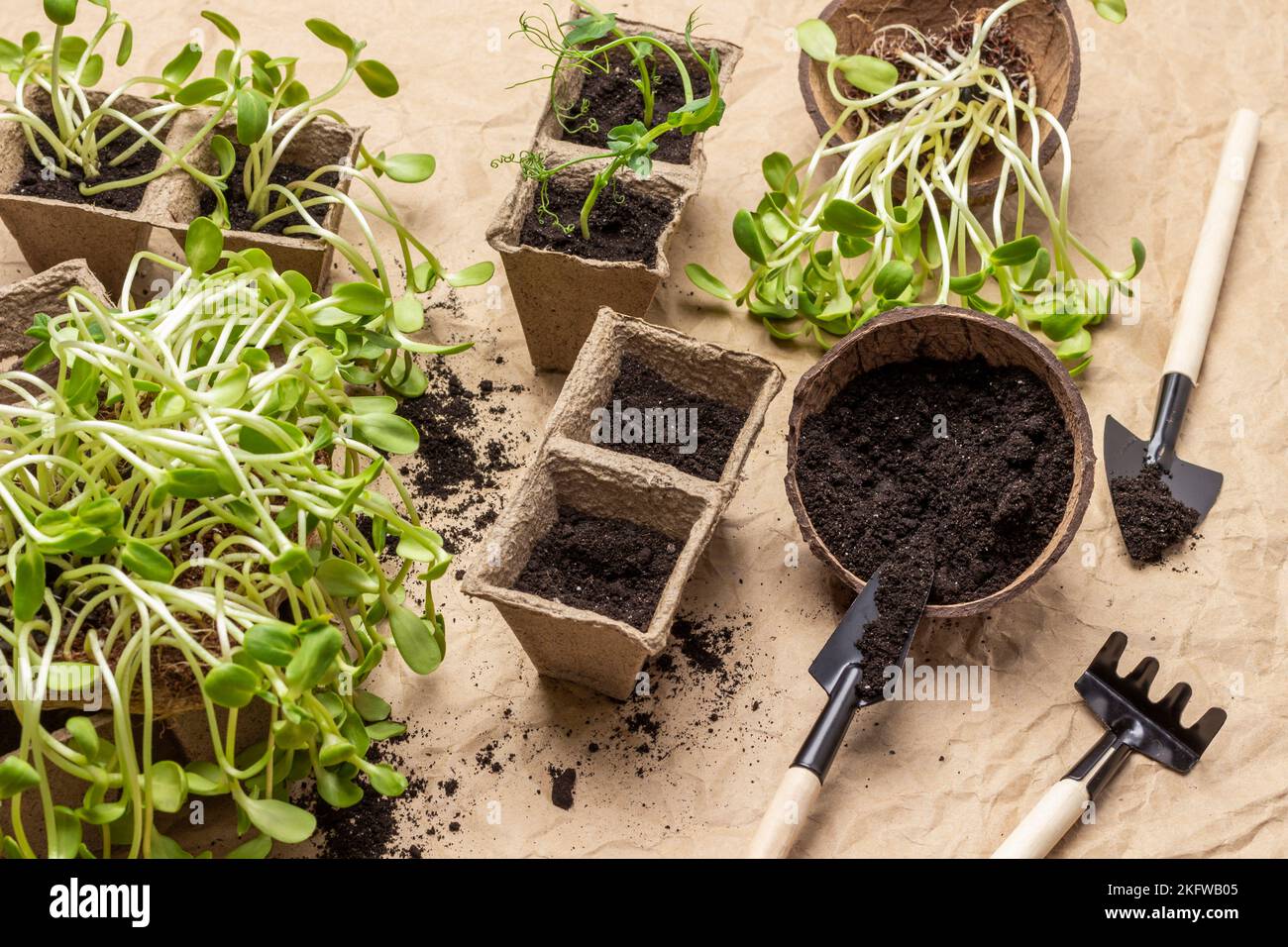 Soil In Paper Containers Seedlings Of Sunflower And Peas Garden Tools soil-in-paper-containers-seedlings-of-sunflower-and-peas-garden-tools
