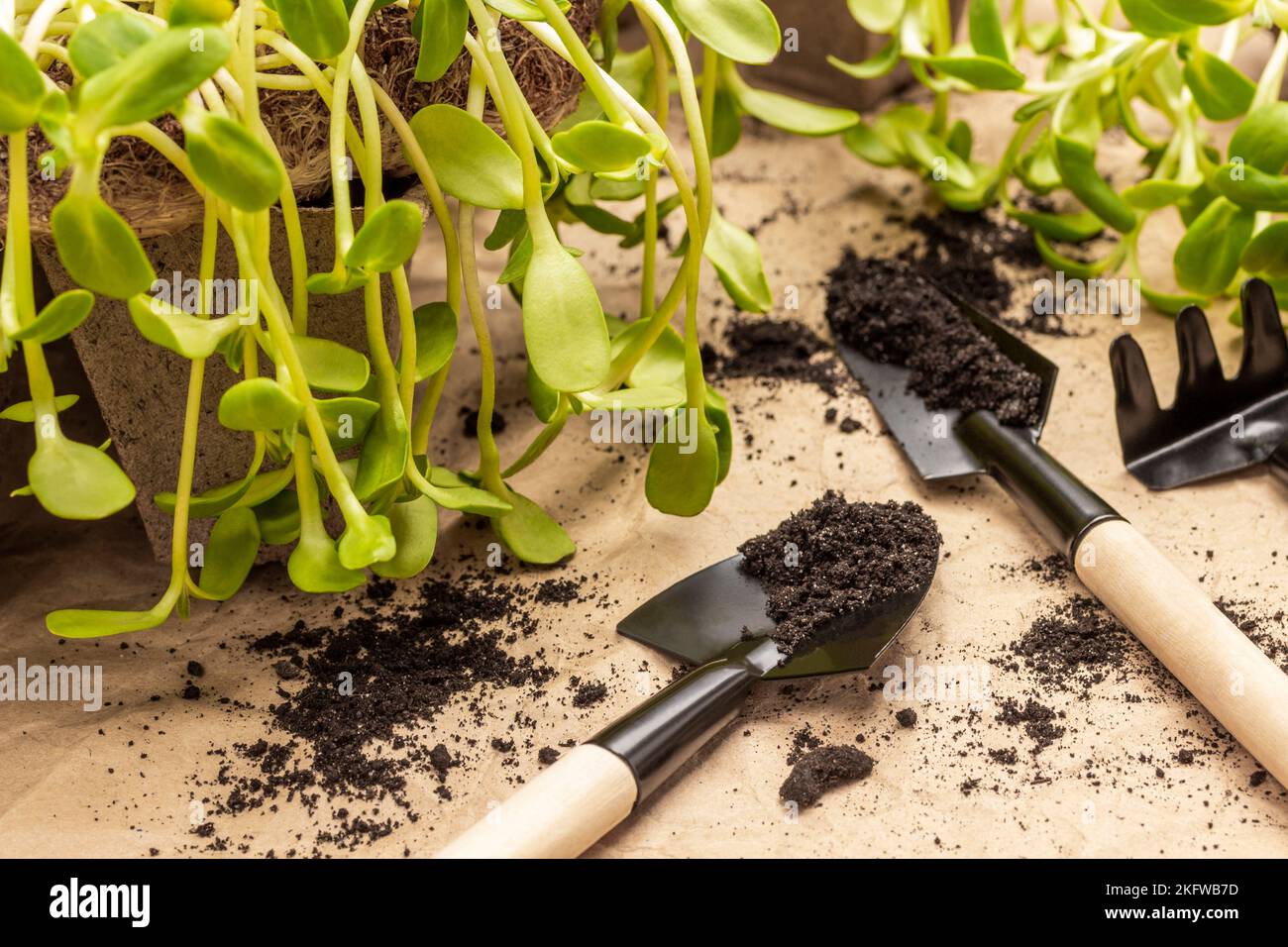 Garden tools for planting seedlings. Seedlings of sunflower in paper ...