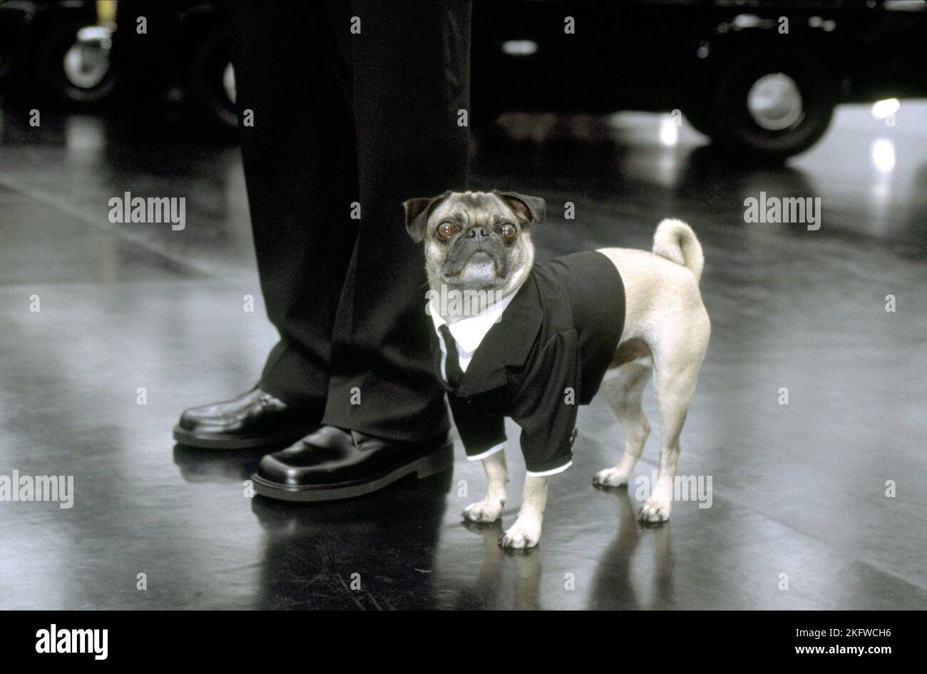FRANK THE PUG, MEN IN BLACK II, 2002 Stock Photo - Alamy