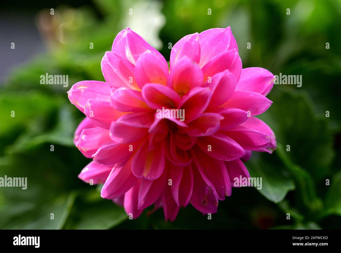 A magnificent pink flower with many petals Stock Photo
