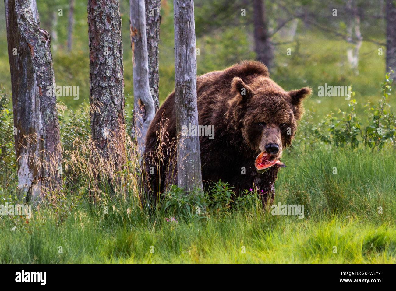 Bear meat hi-res stock photography and images - Alamy