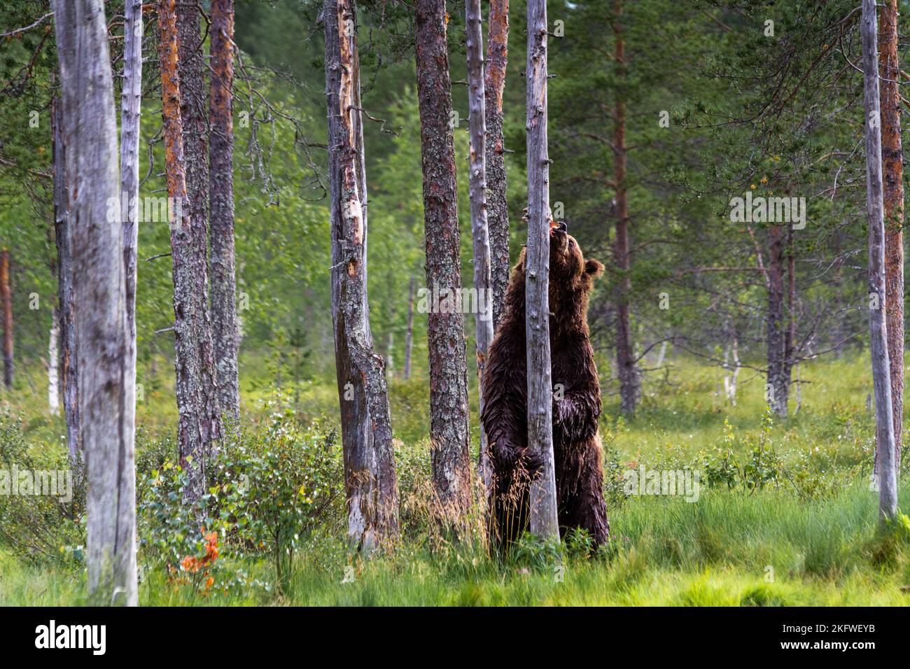 An adult brown bear standing on its feet and holding a tree in search of food Stock Photo