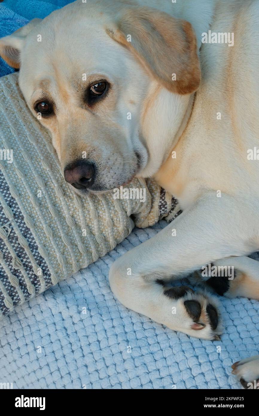 Close-up of a pedigree yellow labrador retriever lying on a couch - John Gollop Stock Photo