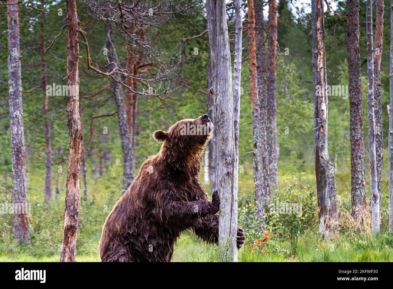 A brown bear climbing a tree in search of food and licking the tree Stock Photo