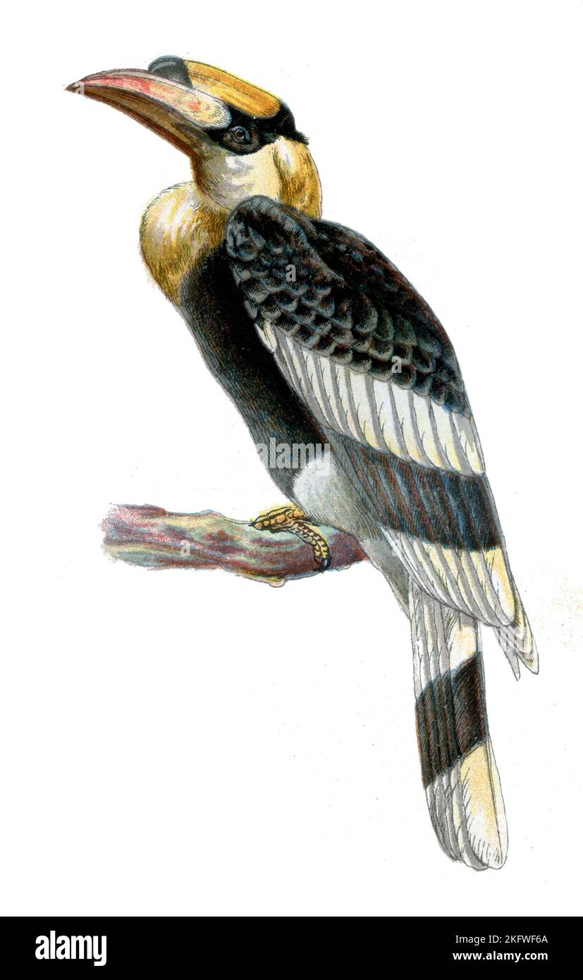 Great Hornbill Buceros bicornis, (zoology book, 1913), Doppelhornvogel