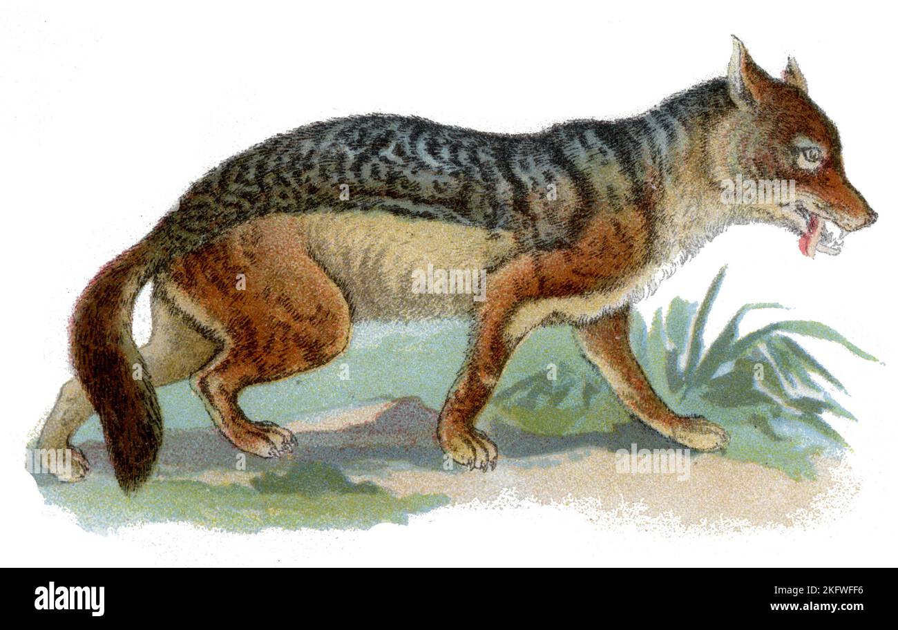 Common Jackal Canis aureus,  (zoology book, 1913), Goldschakal Stock Photo