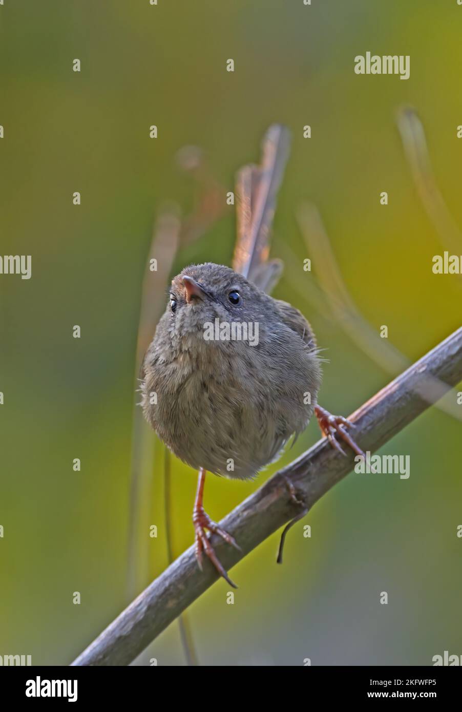 Black-throated Prinia (Prinia atrogularis) adult perched on stem  Arunachal Pradesh, India              February Stock Photo