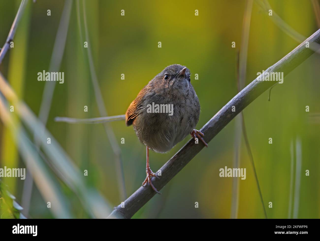 Black-throated Prinia (Prinia atrogularis) adult perched on stem  Arunachal Pradesh, India              February Stock Photo