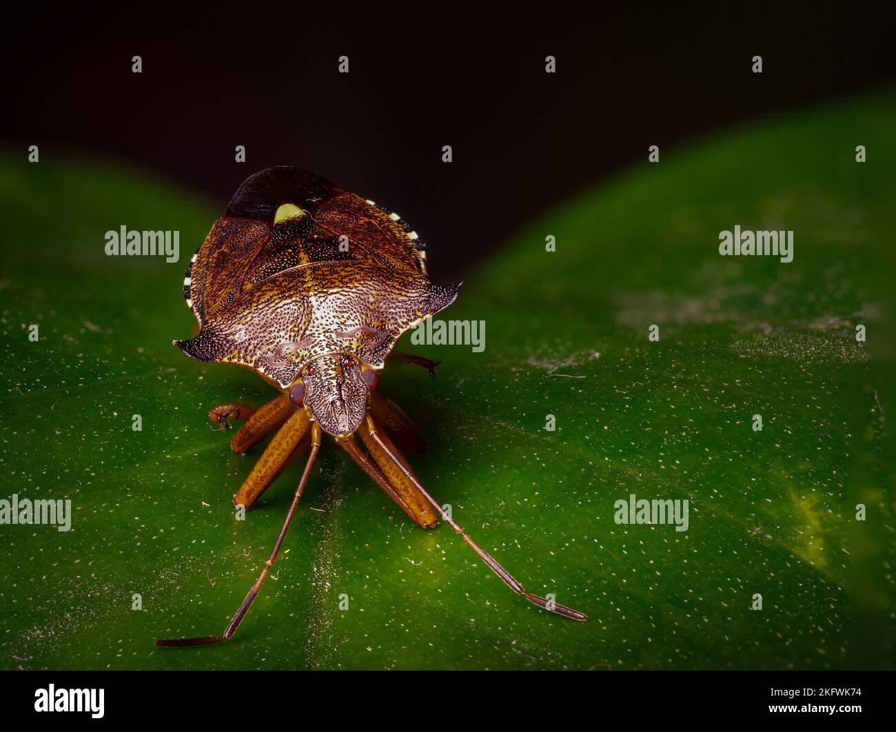 Pentatominae hi-res stock photography and images - Alamy