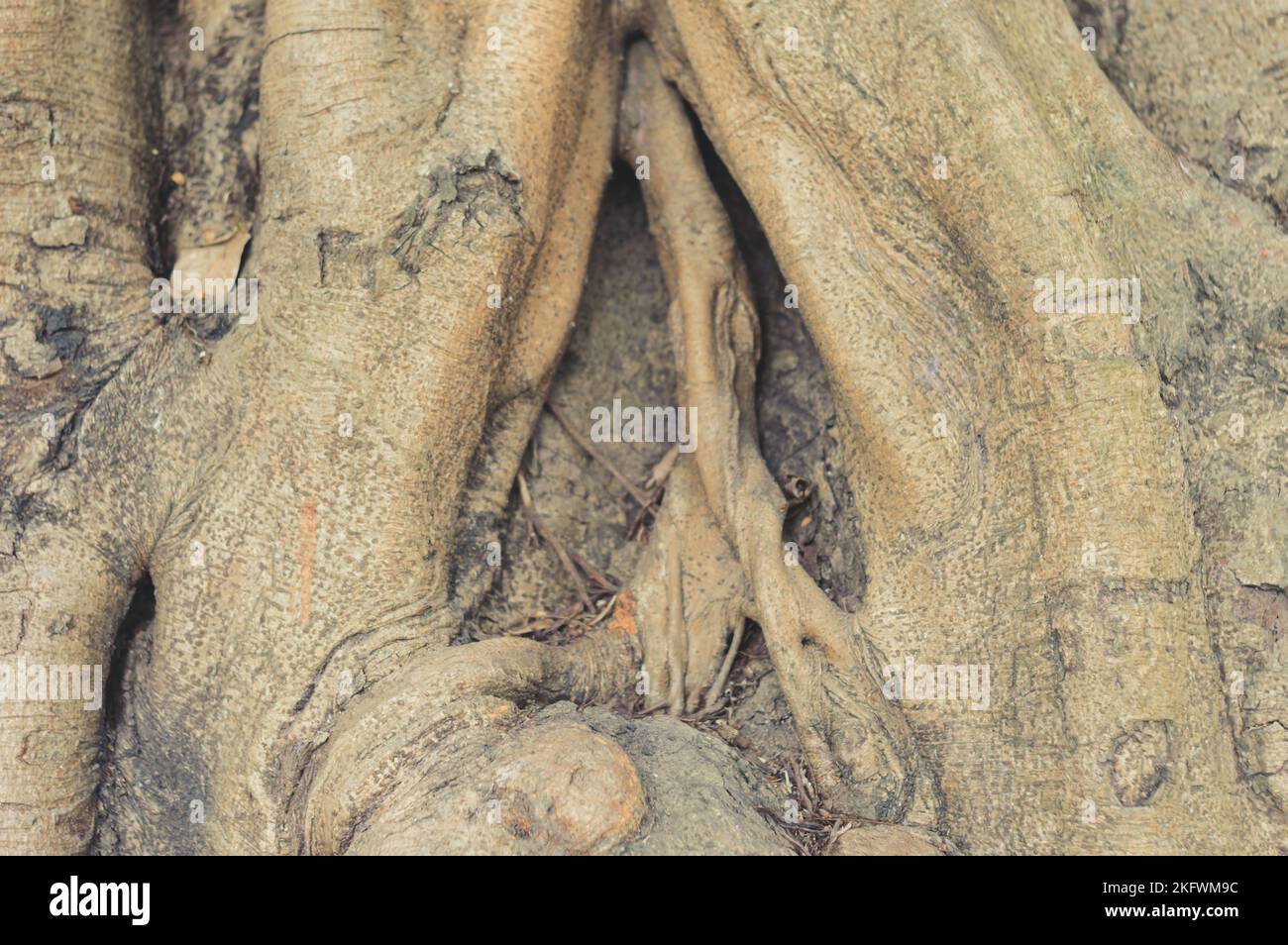 Hollow tree trunk plant bark in the shape of an abstract vaginal canal stump. Close-up. Fantasy Nature background. Stock Photo