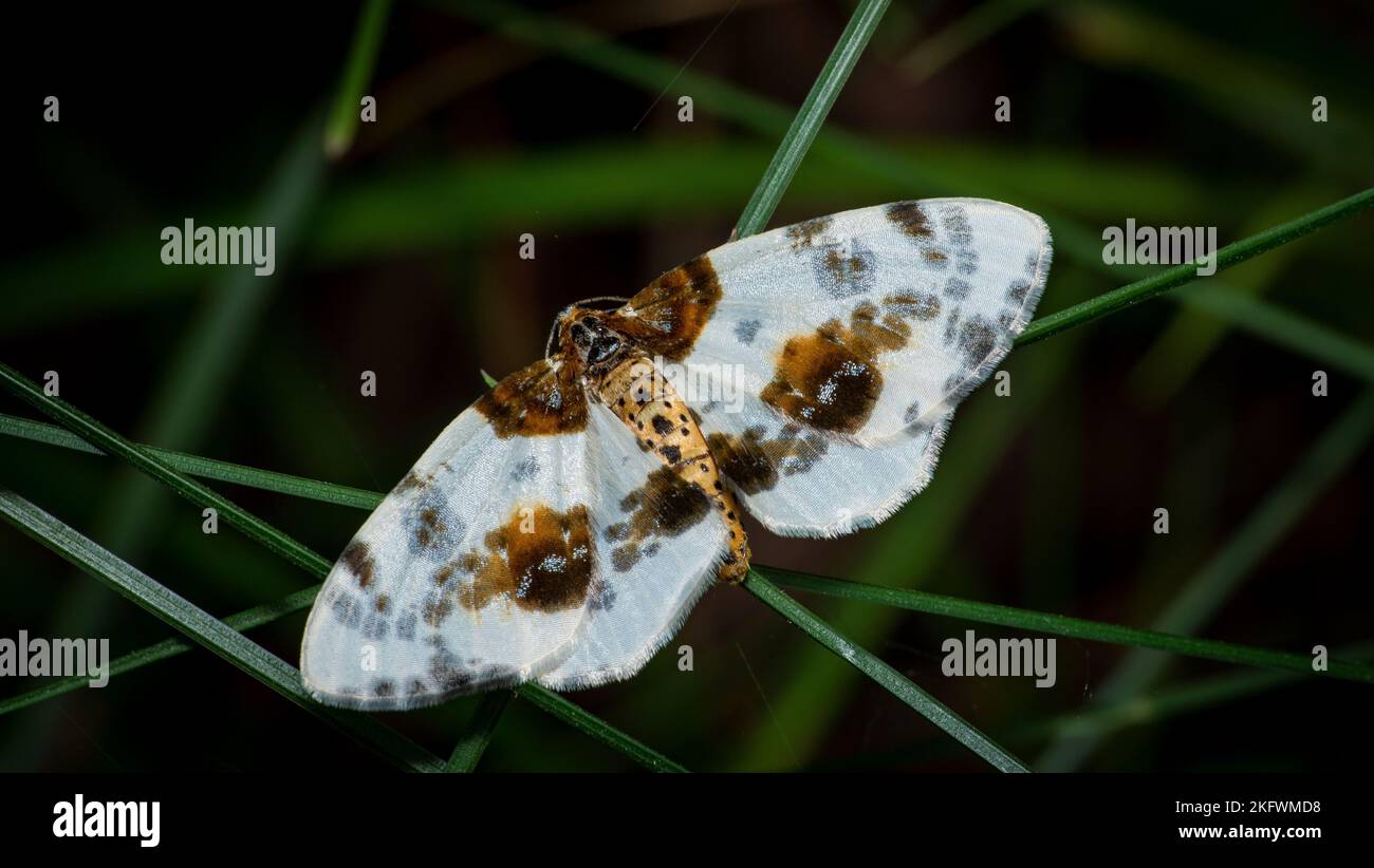 A closeup of a clouded magpie isolated on the green grass Stock Photo