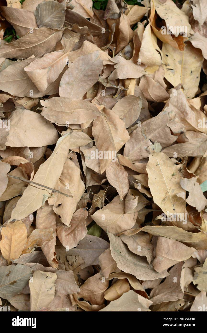 Dry waste leaves of Dead Dried plant natural background. Full Frame. Vertical Nature Backgrounds. Stock Photo