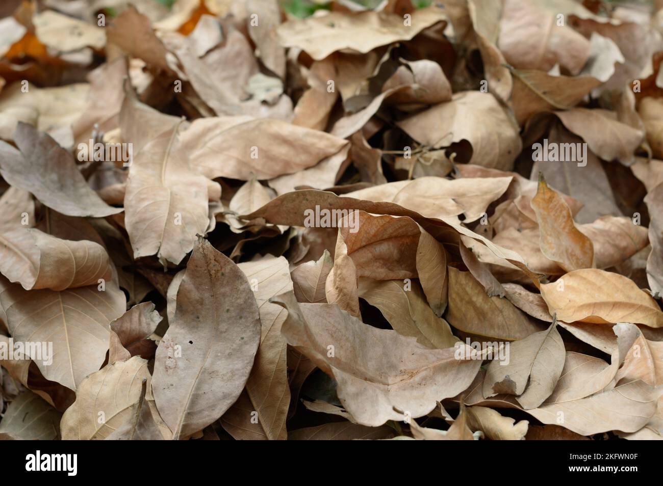 Dry waste leaves of Dead Dried plant natural background. Full Frame. Nature Backgrounds. Stock Photo
