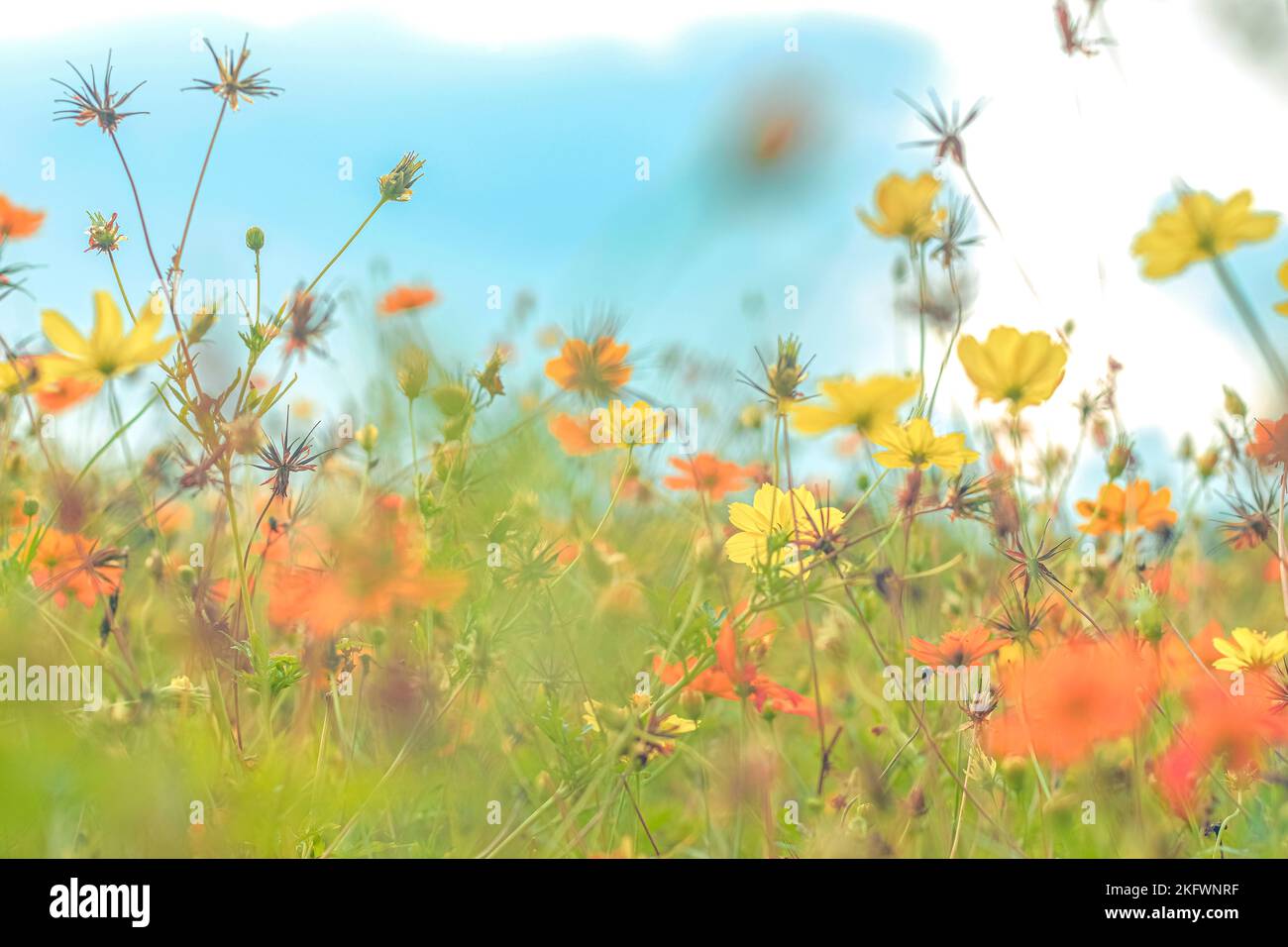 Soft focus beautiful cosmos hi-res stock photography and images - Alamy