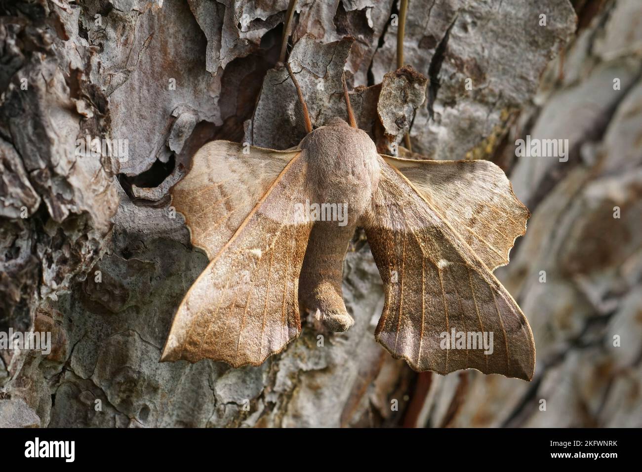 Natural closeup on the large Laothoe populi, the poplar hawkmoth