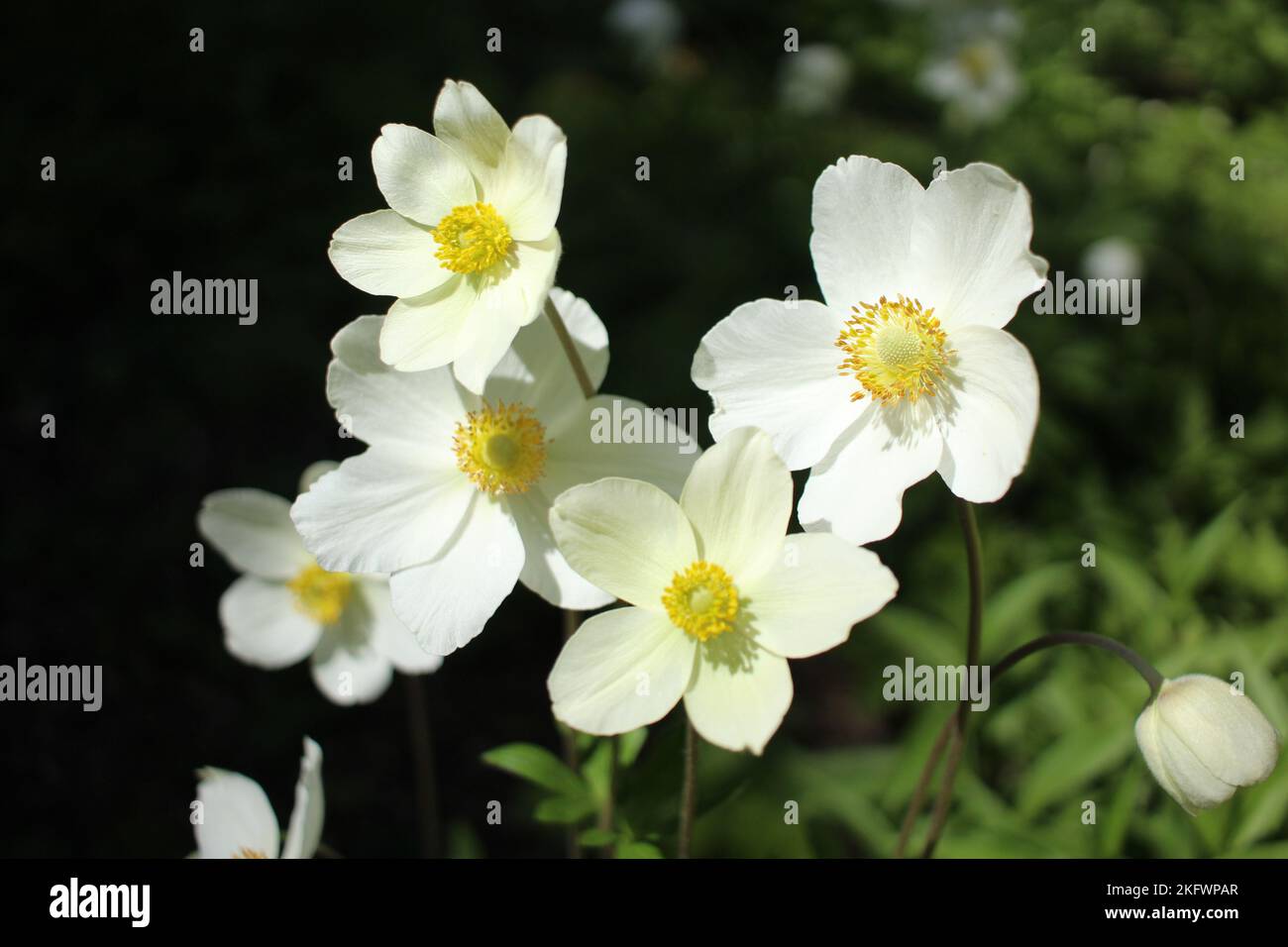 Shade garden hi-res stock photography and images - Alamy