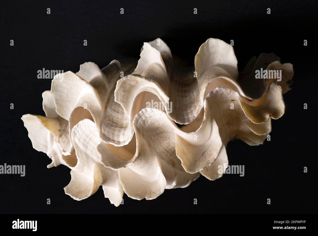 A large bivalve mollusc, the Fluted Giant Clam is a an inhabitant of