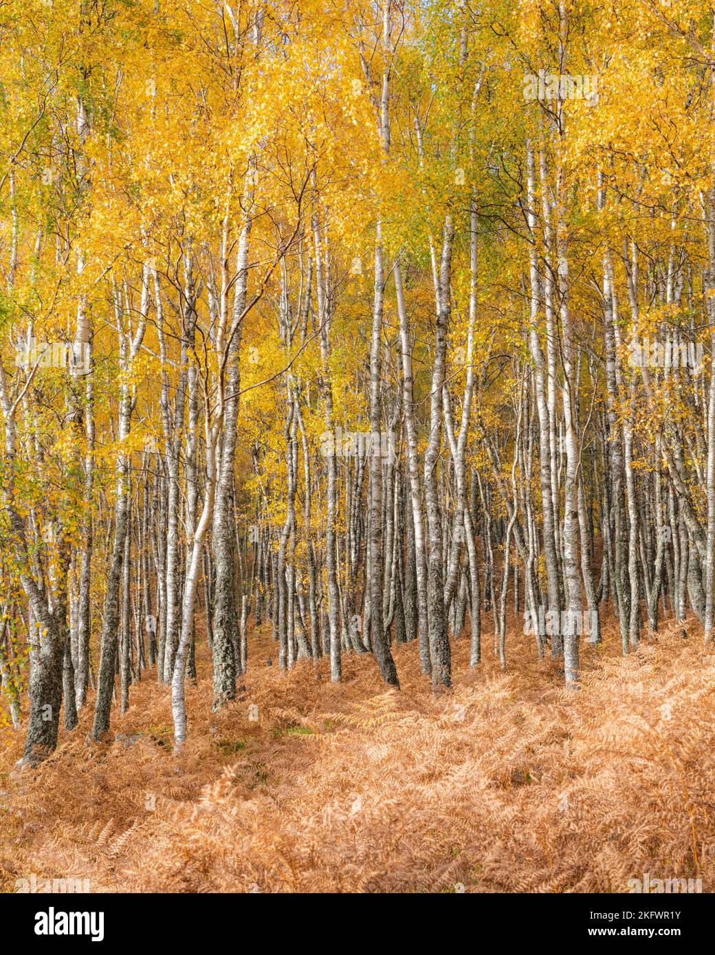Silver birch forest (betula pendula) in autumn colours, Glen Feshie, Cairngorms National Park, Scotland. Stock Photo