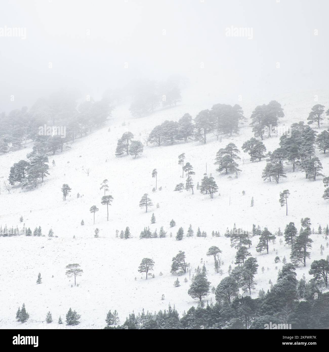 A snowy day at the mountain tree line, Cairngorms National Park, Scotland. Stock Photo