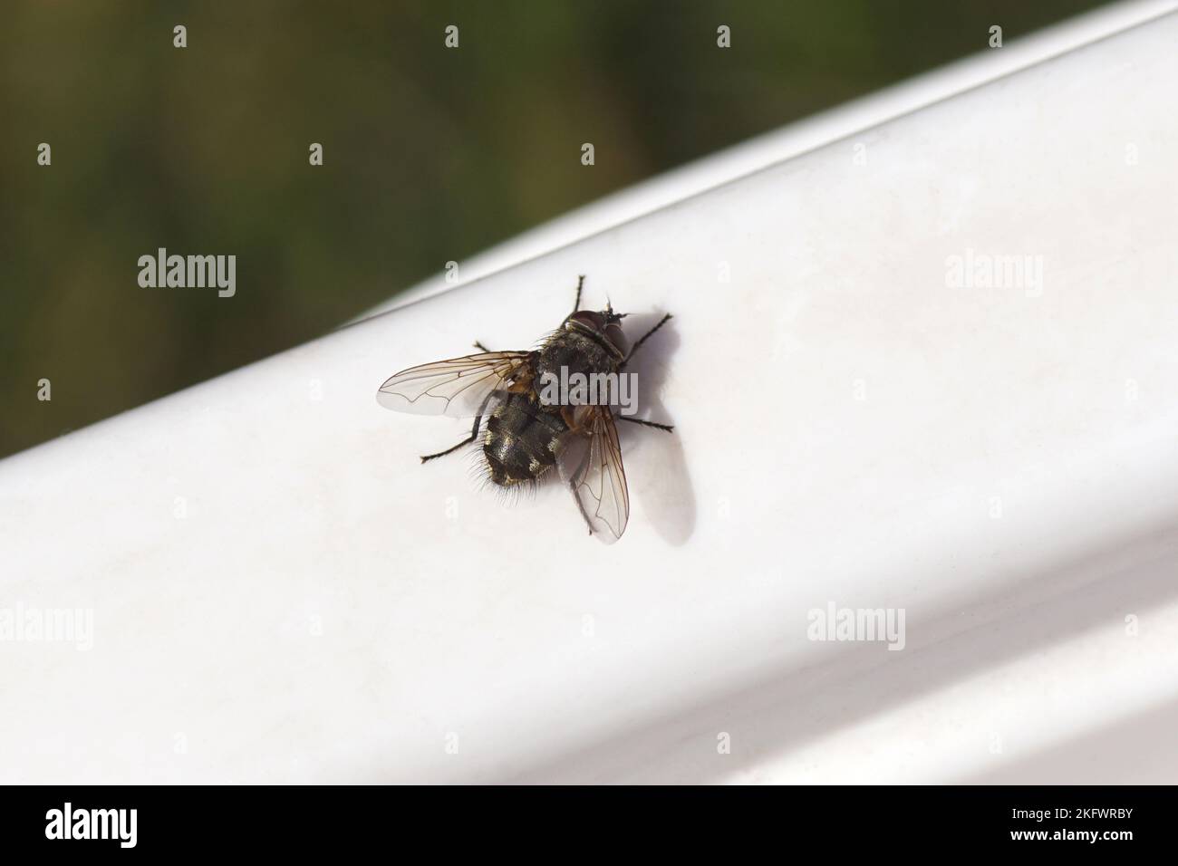 Male cluster fly (Pollenia) family Calliphoridae on a white edge in the sun. Blurred green garden. Spring. Netherlands, March Stock Photo