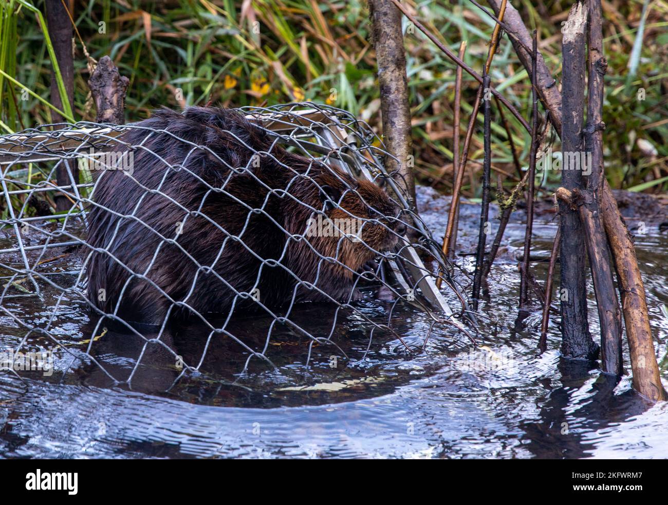 A North American beaver sits in a trap placed by Tulalip Tribes Natural Resources at Naval Radio Station Jim Creek, Washington, Oct. 12. The Tulalip Beaver Project relocates 'nuisance' beavers from (sub)urban areas to hydrologically impaired tributaries in the upper Snohomish Watershed for the improvement of fish rearing habitat and fresh water storage. Stock Photo