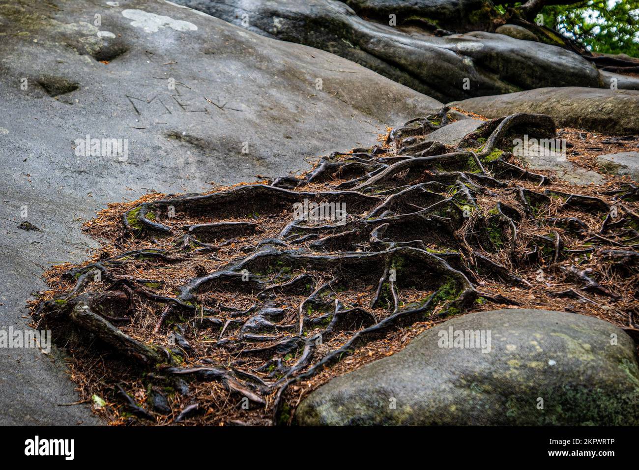 A tree roots growing on the rock Stock Photo - Alamy