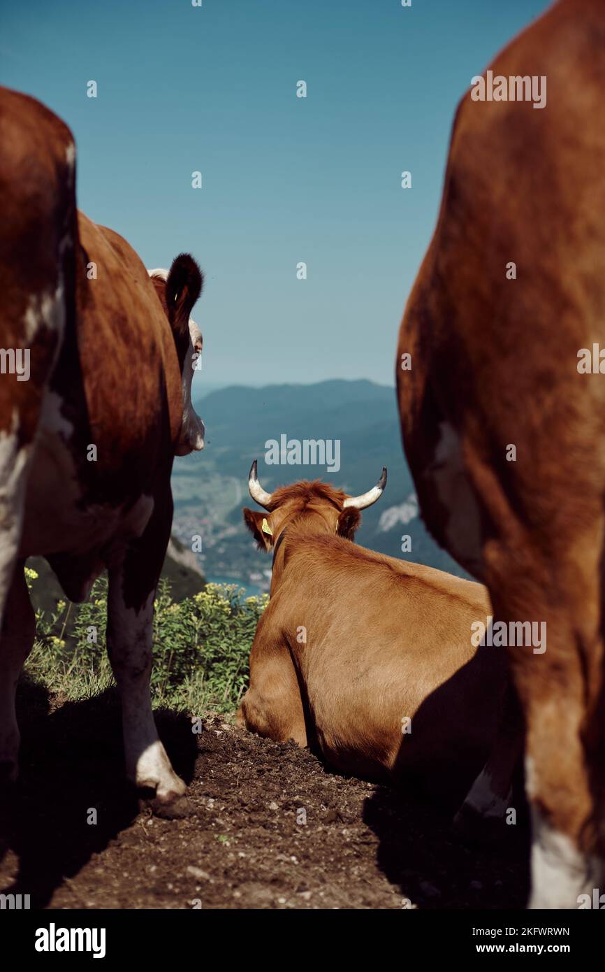 A cow looking back hi-res stock photography and images - Alamy