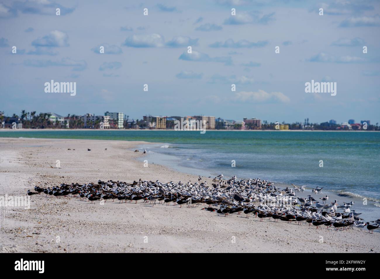 Flock of seagulls on Fort Myers Beach Florida USA Stock Photo