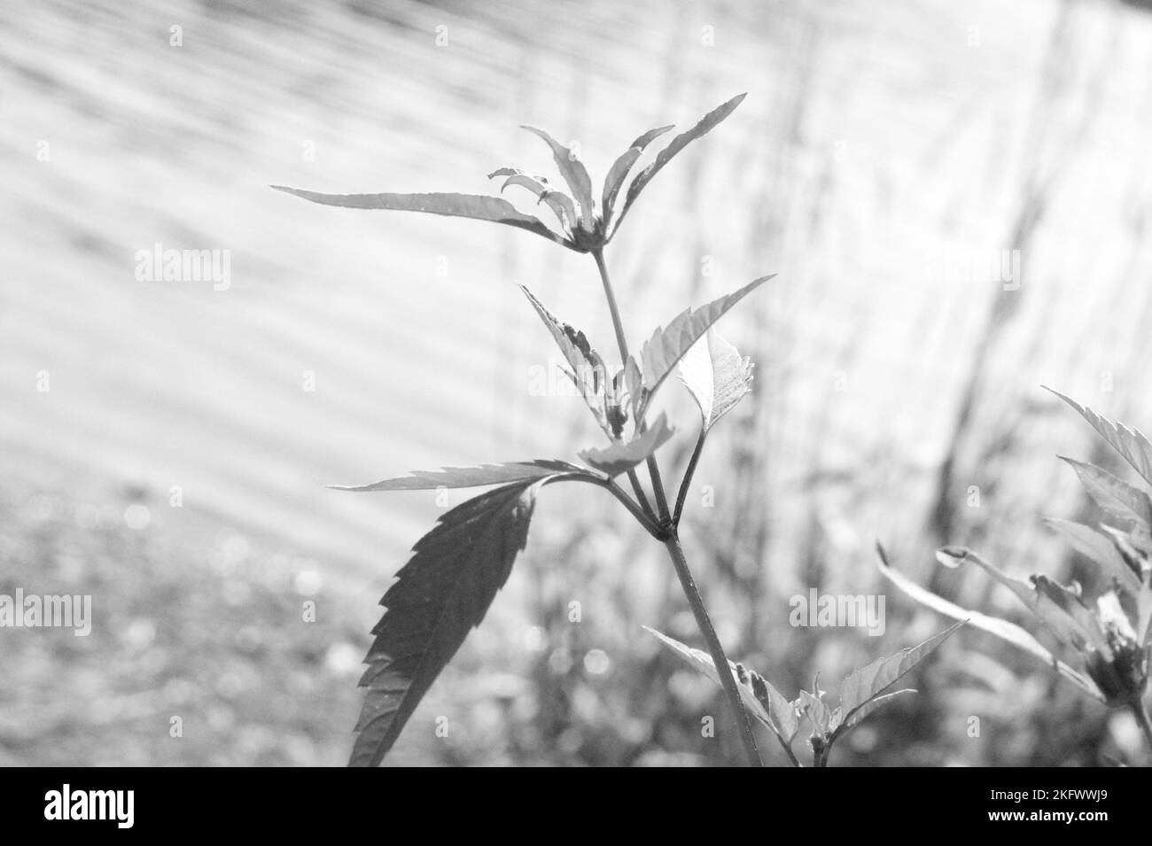 Plant with an deeper meaning Stock Photo