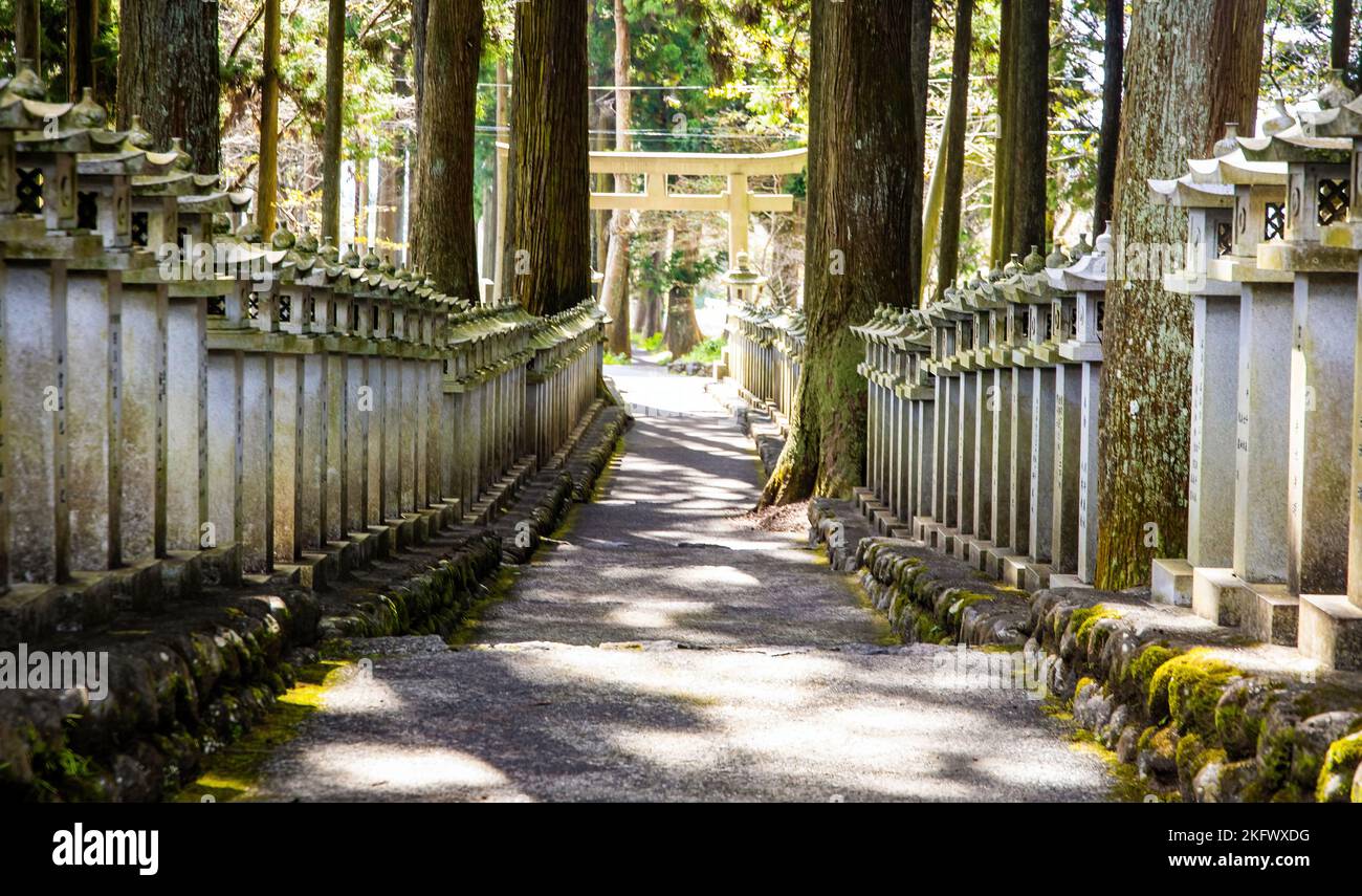 Japanese stone toro lanterns at shrine entrance in the forest Stock