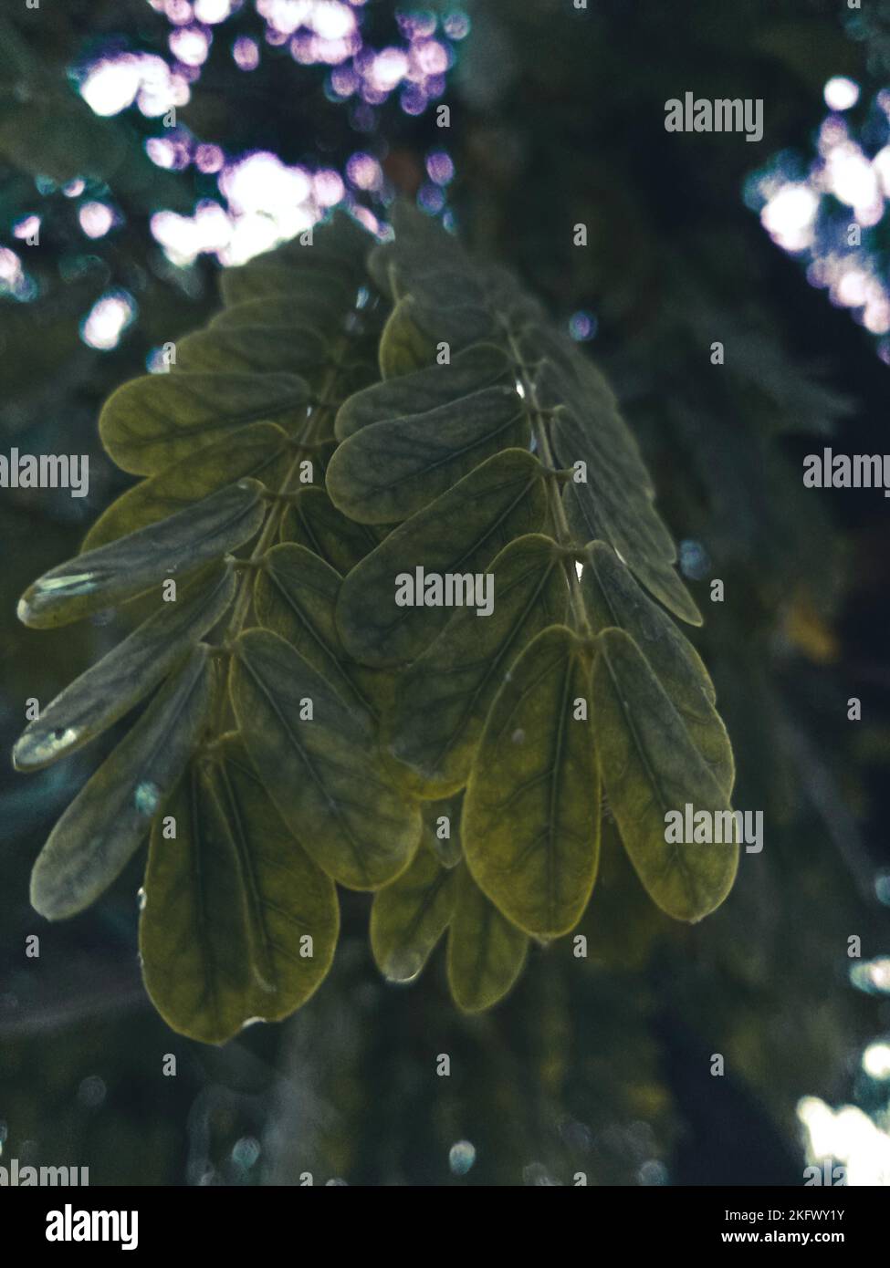 A closeup of green fresh albizia lebbeck branches Stock Photo