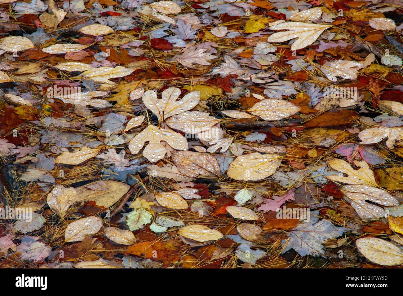 Fallen autumn leaves on an autumnal seasonal pond at High Point State Park, New Jersey. Stock Photo