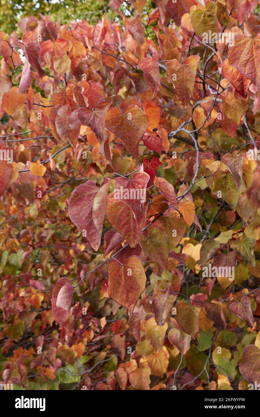 Cercis canadensis colorful foliage Stock Photo - Alamy