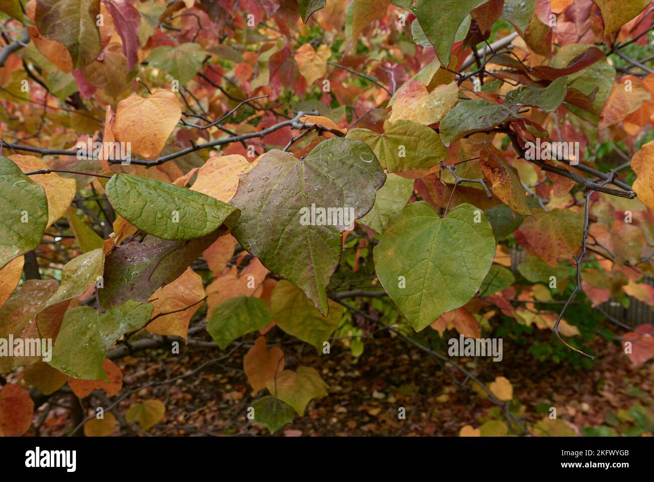 Cercis canadensis colorful foliage Stock Photo