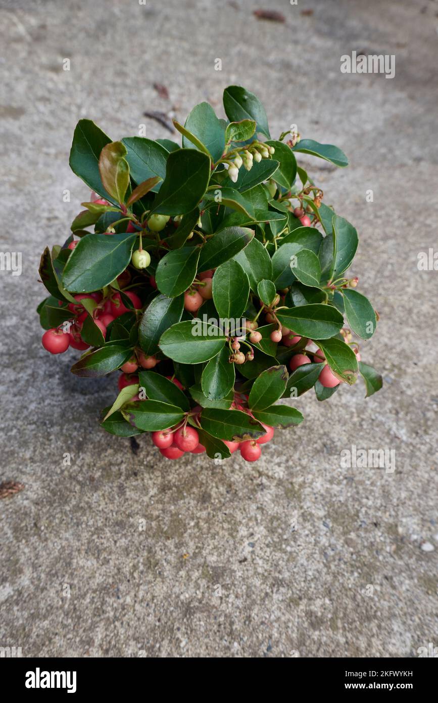 Gaultheria procumbens pot hi-res stock photography and images - Alamy