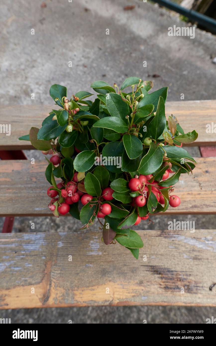 Gaultheria procumbens shrub Stock Photo Alamy