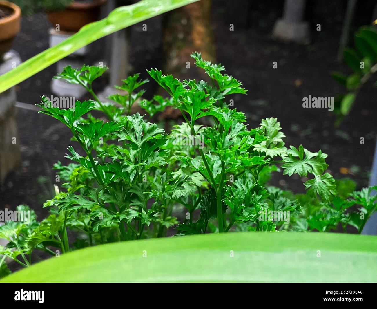 A closeup shot of bright green organic parsley growing in a garden ...