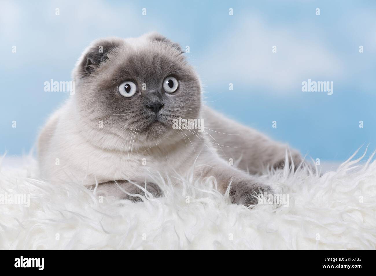 young Scottish Fold Stock Photo - Alamy