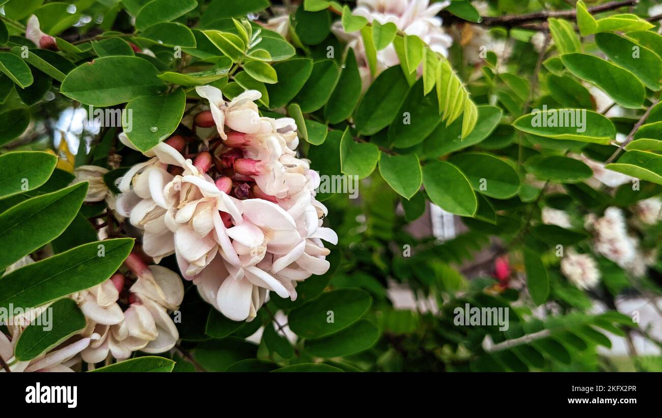White with pink shade flowers of New Mexican locust or Southwest locust or desert locust or pink locust (Robinia neomexicana) close up Stock Photo