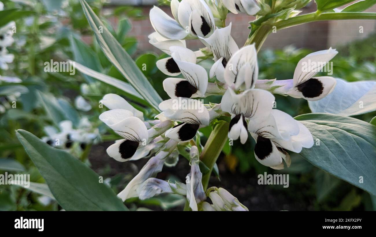 White with black spot flowers of broad bean or fava bean or faba bean