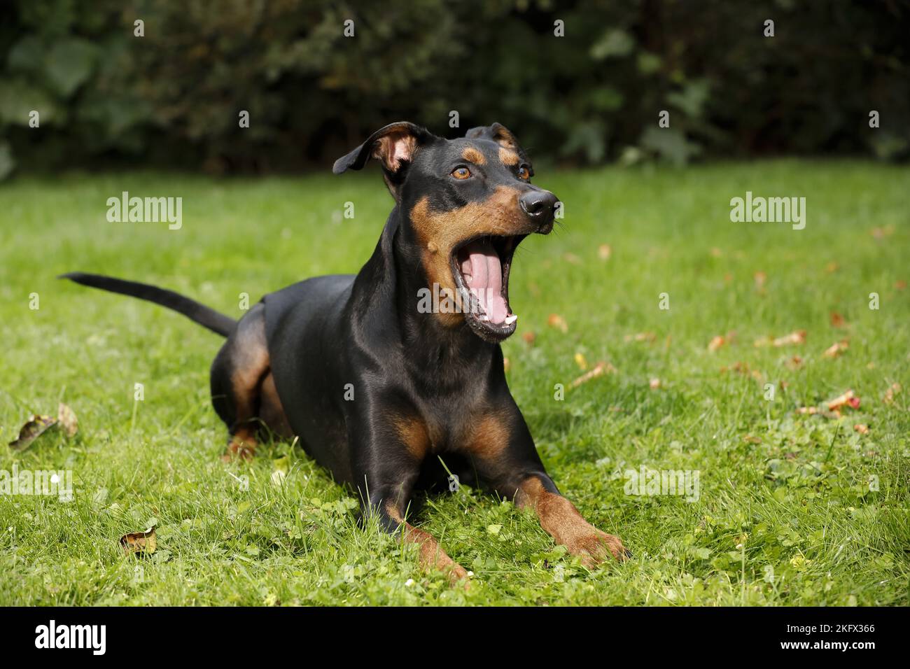 lying German Pinscher Stock Photo