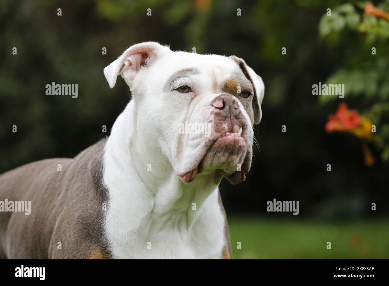 Olde English Bulldog Portrait Stock Photo Alamy