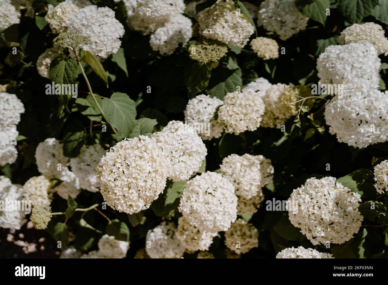 A closeup shot of the hydrangea annabelle flower Stock Photo